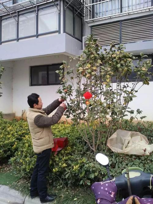 大红灯笼高高挂,梦想城年味浓浓